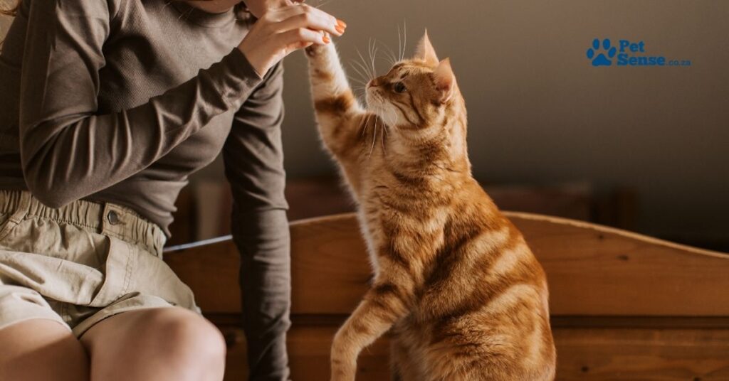 petsense-blog-august-2