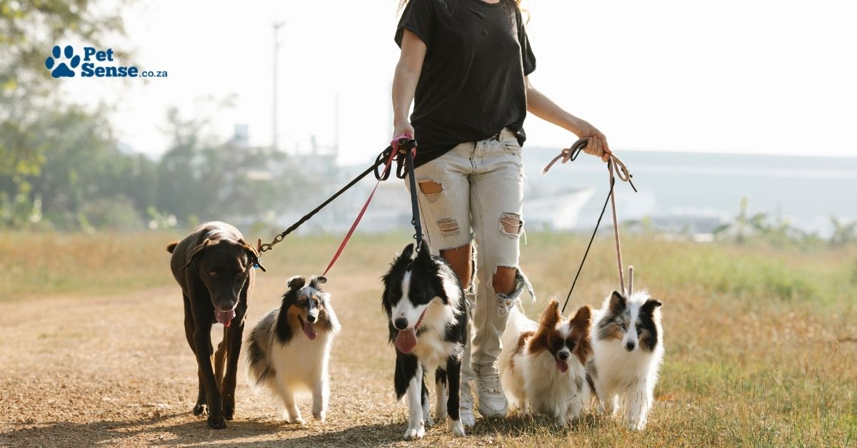 petsense-blog-july-02