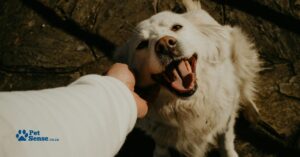 petsense-blog-july-04